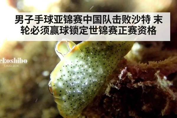 男子手球亚锦赛中国队击败沙特 末轮必须赢球锁定世锦赛正赛资格